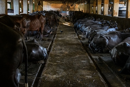 Rows of Indian buffaloes tied up in a line on a dark urban dairy farm or tabela, Aarey milk colony, Mumbai, India, 2023