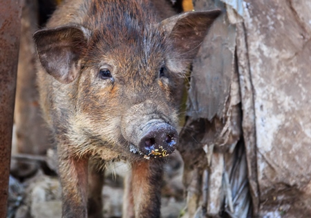 Feral brown pig or boar in slum area in the city