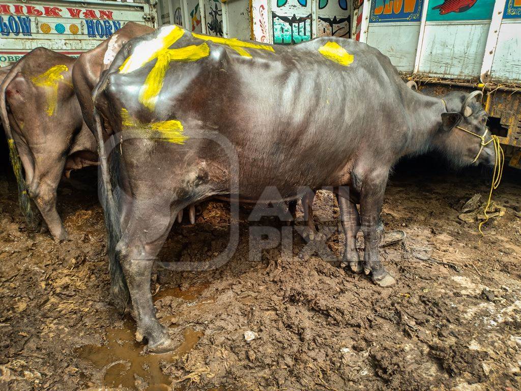 Farmed buffaloes used for dairy tied up and standing in mud and filth under a flyover, Kolkata, India, 2021