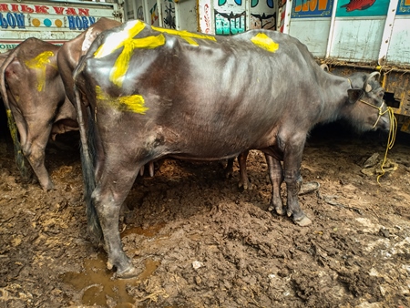 Farmed buffaloes used for dairy tied up and standing in mud and filth under a flyover, Kolkata, India, 2021