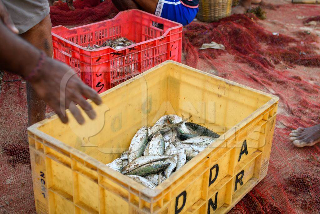 Fishermen place Indian fish into crates, on beach in Maharashtra, India, 2022