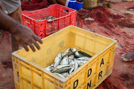 Fishermen place Indian fish into crates, on beach in Maharashtra, India, 2022