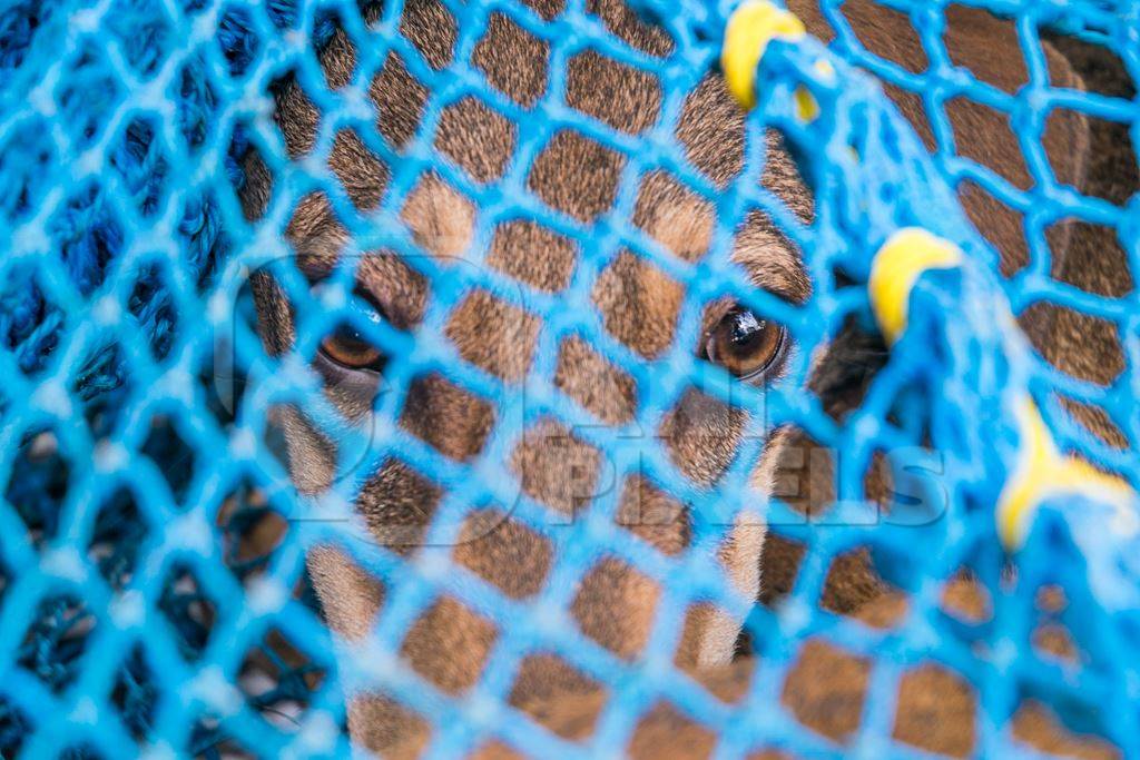Brown street dog caught for animal birth control sterilisation operation in blue net