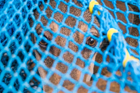 Brown street dog caught for animal birth control sterilisation operation in blue net