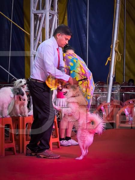 Performing dog being dressed in costume at a show by Rambo Circus in Pune, Maharashtra, India, 2021