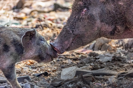 Mother pig and baby piglet feral Indian street pigs on a garbage dump in an urban city in India, 2016