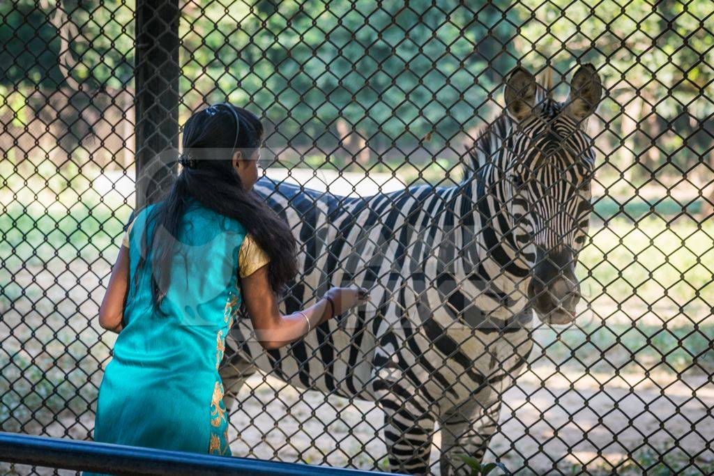 Close up of single, lonely male zebra kept in enclosure in Patna zoo with female tourist