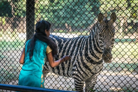 Close up of single, lonely male zebra kept in enclosure in Patna zoo with female tourist