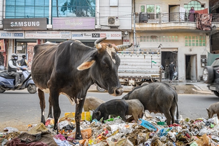 Indian street cows and urban or feral pigs scavenging for food in piles of garbage and waste in a street in Jaipur, India, 2022