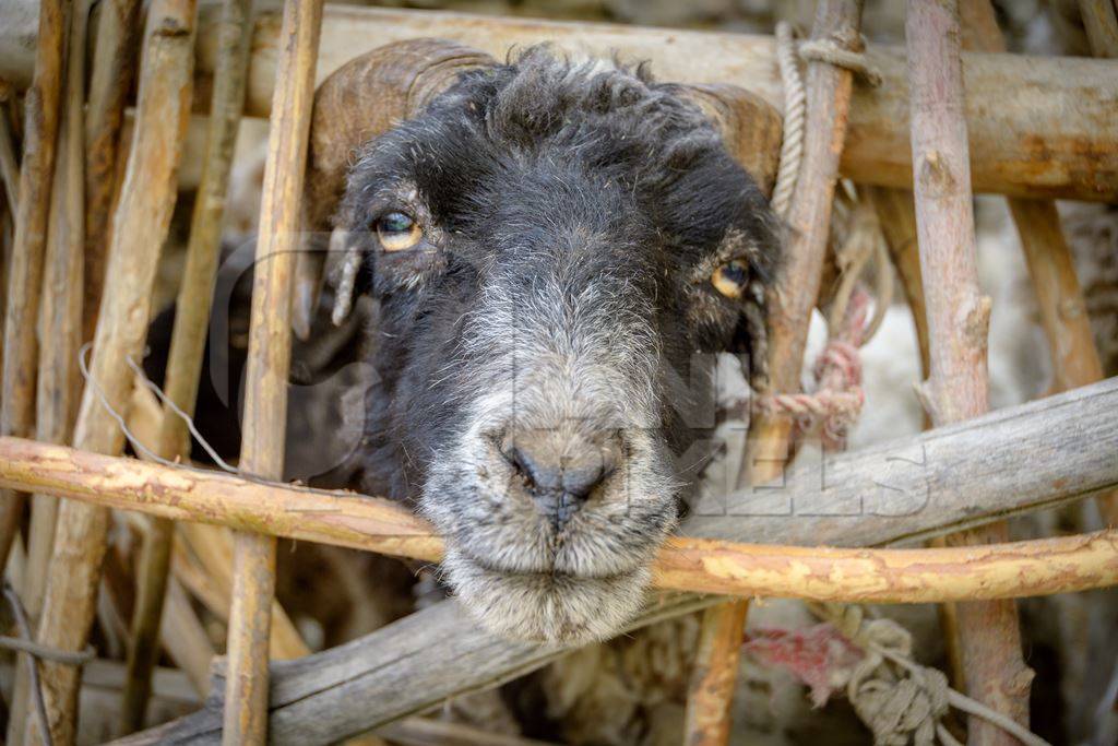 Sheep with curled horns enclosed in a wooden pen in a rural village in Ladakh in the Himalaya mountains, India