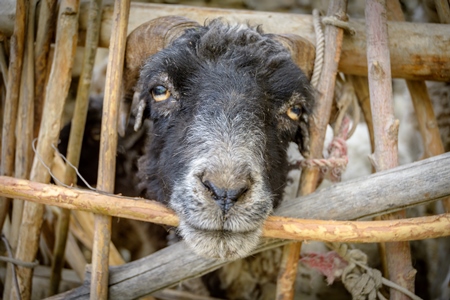 Sheep with curled horns enclosed in a wooden pen in a rural village in Ladakh in the Himalaya mountains, India