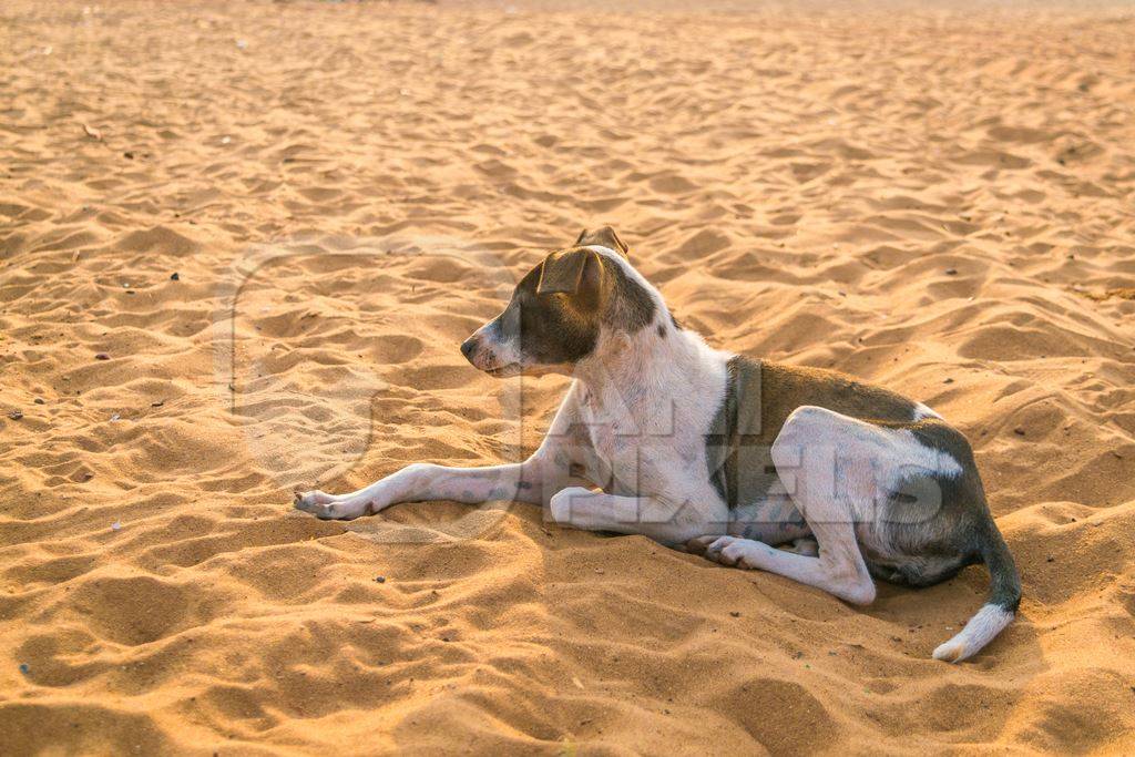 Stray street dog lying on beach in Goa