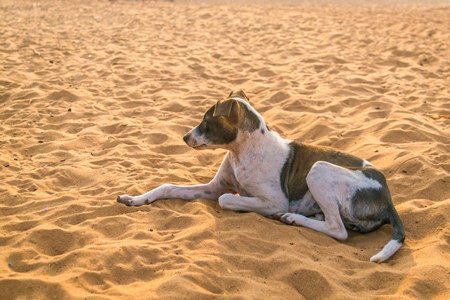 Stray street dog lying on beach in Goa