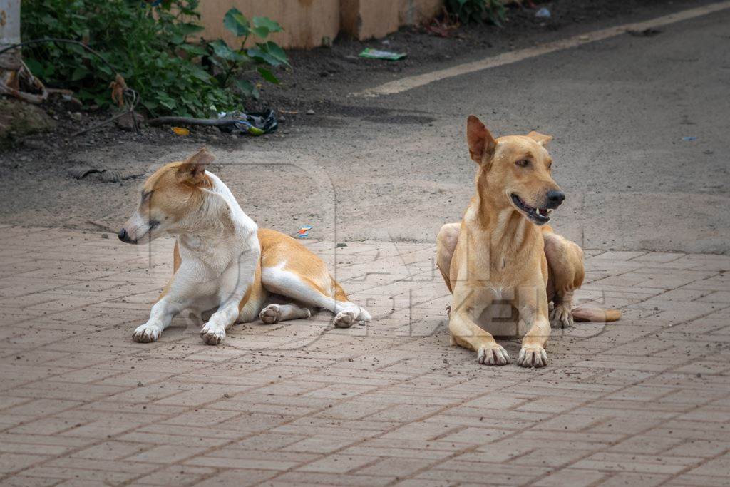 Stray street dog on road in Maharashtra