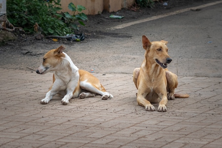 Stray street dog on road in Maharashtra