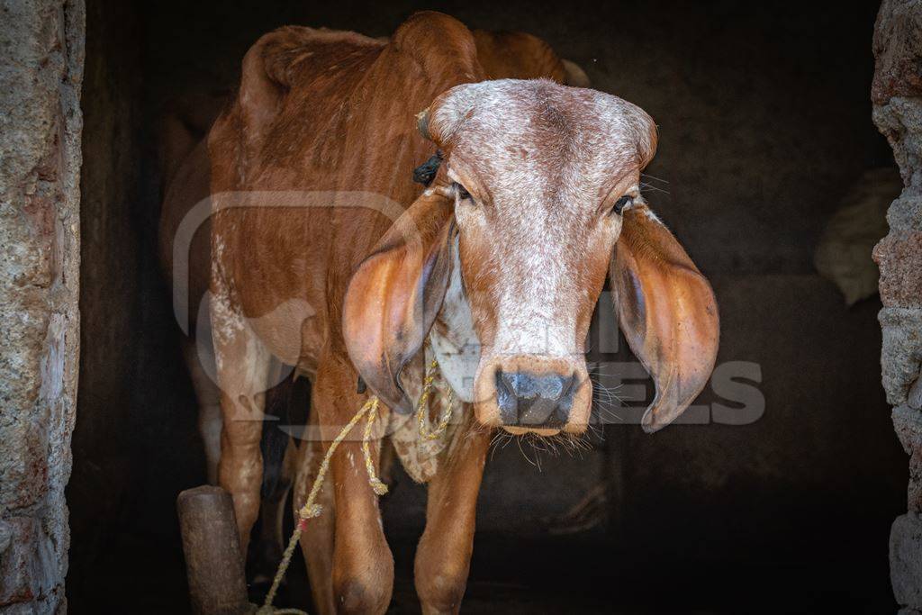 Brown Indian Brahman cows tied up in shed on a farm in rural Maharashtra in India