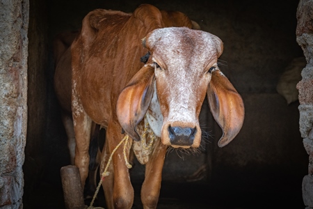 Brown Indian Brahman cows tied up in shed on a farm in rural Maharashtra in India