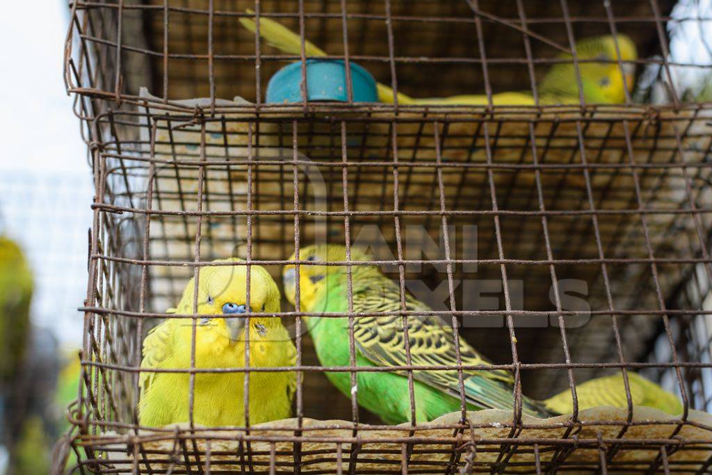 Caged budgerigar birds on sale in the pet trade by bird sellers at Galiff Street pet market, Kolkata, India, 2022