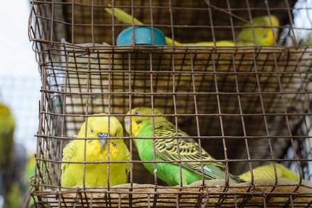 Caged budgerigar birds on sale in the pet trade by bird sellers at Galiff Street pet market, Kolkata, India, 2022