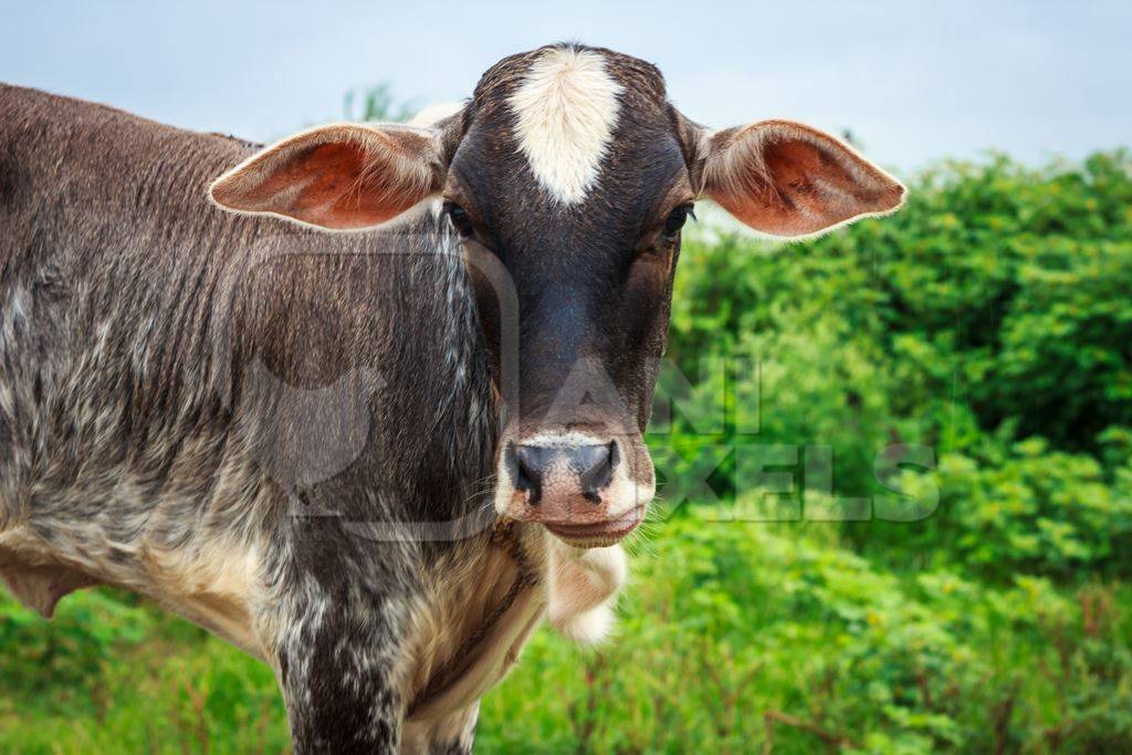 Dairy cow tied up in a field next to an urban dairy in Maharashtra