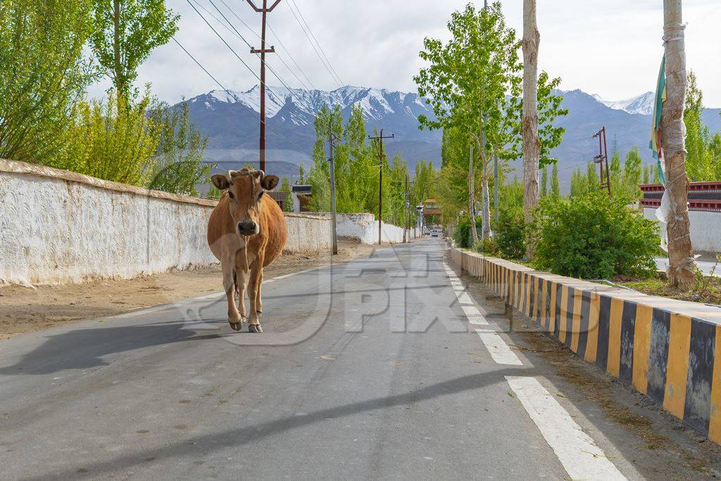 Indian dairy cow with nose rope walking along the street in rural Ladakh in the Himalayan mountains of India