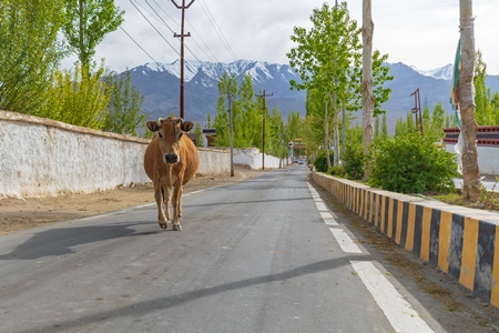 Indian dairy cow with nose rope walking along the street in rural Ladakh in the Himalayan mountains of India