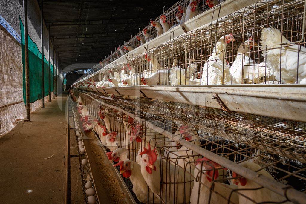 Indian chickens or layer hens in battery cages on an egg farm on the outskirts of Ajmer, Rajasthan, India, 2022