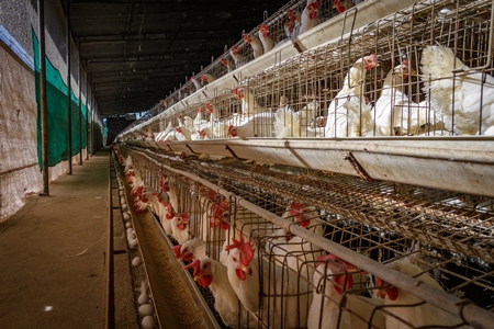 Indian chickens or layer hens in battery cages on an egg farm on the outskirts of Ajmer, Rajasthan, India, 2022