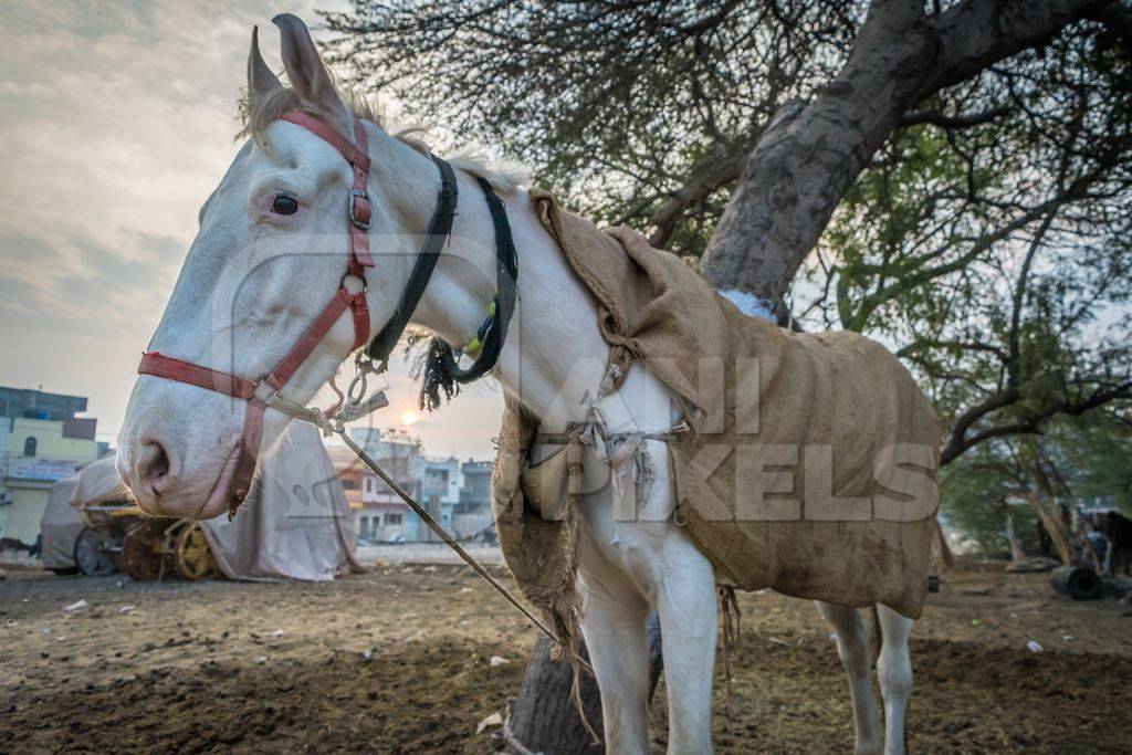 White horse used for marriage standing in a field in Bikaner