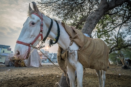White horse used for marriage standing in a field in Bikaner