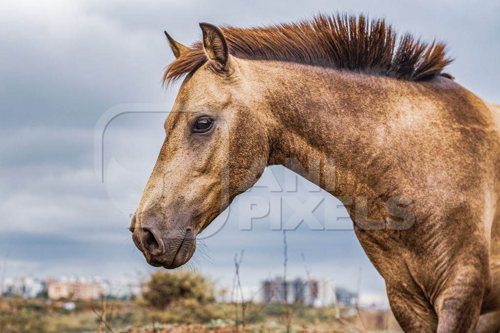 Indian horse used for animal labour by nomads grazing in a field on the outskirts of a city in Maharashtra, India, 2021