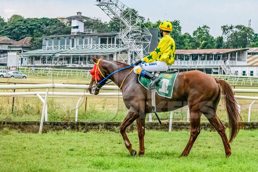 Tired Indian horse after racing in horse race at Pune racecourse, Maharashtra, India, 2021