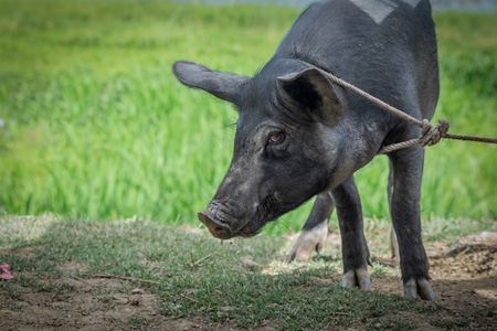 Pig tied with rope on rural farm in Manipur with field behind
