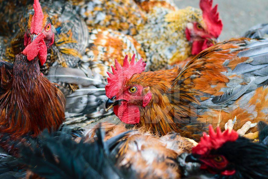 Bunch of chickens or hens on sale at Juna Bazaar in Pune