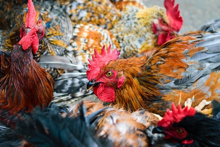 Bunch of chickens or hens on sale at Juna Bazaar in Pune