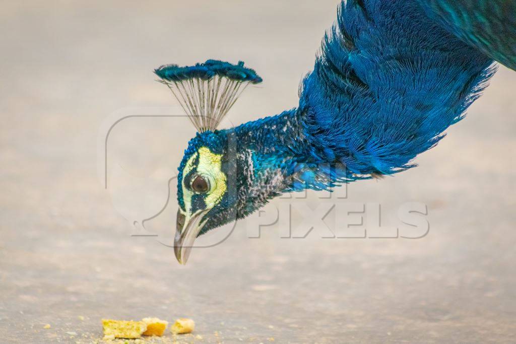 Beautiful blue Indian peacock bird eating food, national bird of India in Bikaner in Rajasthan in India