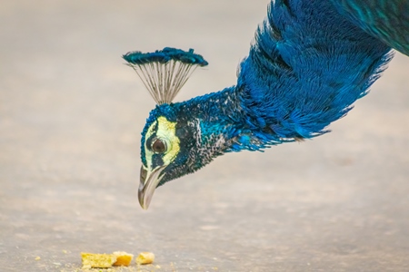 Beautiful blue Indian peacock bird eating food, national bird of India in Bikaner in Rajasthan in India