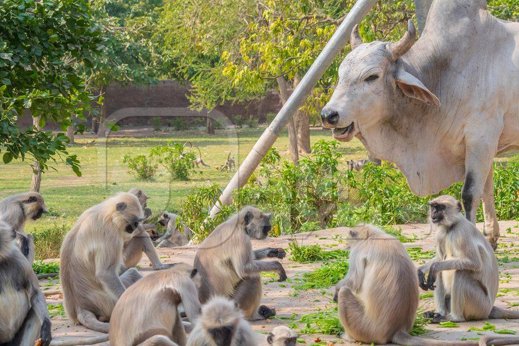 Group of many Indian gray or hanuman langur monkeys eating green plants with street cow or bull in Mandore Gardens in the city of Jodhpur in Rajasthan in India