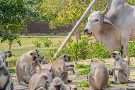 Group of many Indian gray or hanuman langur monkeys eating green plants with street cow or bull in Mandore Gardens in the city of Jodhpur in Rajasthan in India