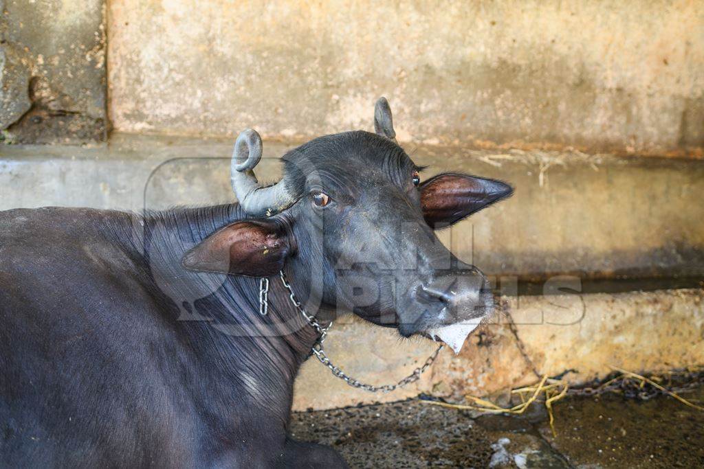 Indian buffalo chained up in a line in a concrete shed on an urban dairy farm or tabela, Aarey milk colony, Mumbai, India, 2023