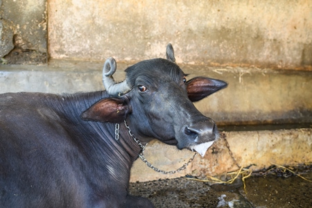 Indian buffalo chained up in a line in a concrete shed on an urban dairy farm or tabela, Aarey milk colony, Mumbai, India, 2023