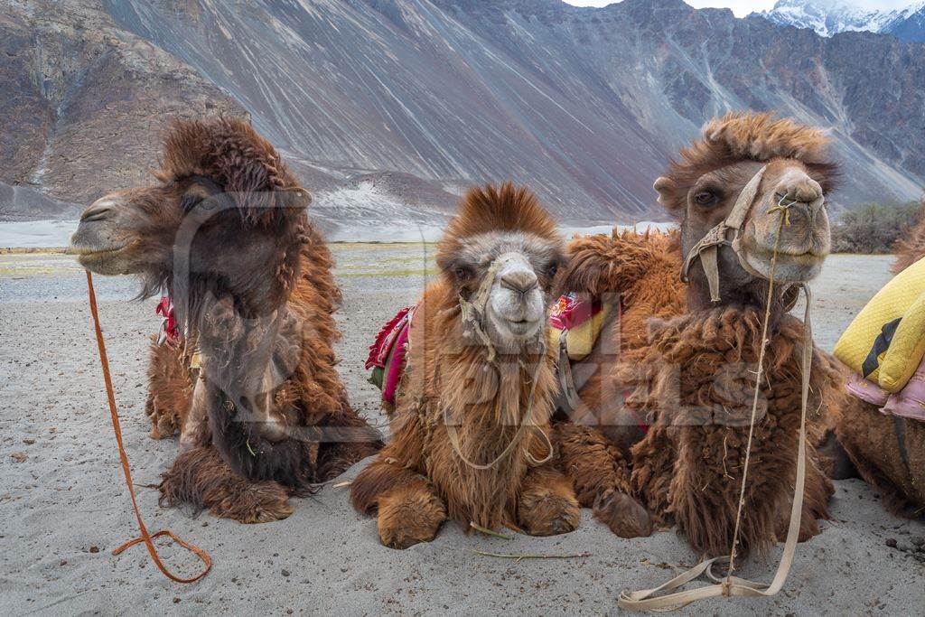 Bactrian camels harnessed ready for tourist animal rides at Pangong Lake in Ladakh