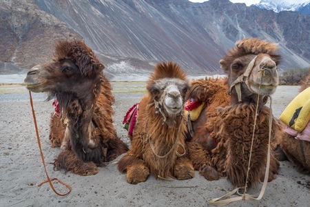 Bactrian camels harnessed ready for tourist animal rides at Pangong Lake in Ladakh