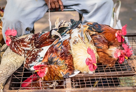 Bunch of chickens or hens tied up at Juna Bazaar