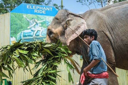 Elephant used for tourist rides in the hills of Munnar in Kerala