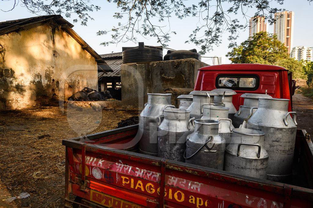 Truck containing milk cans at an urban dairy farm or tabela, Aarey milk colony, Mumbai, India, 2023