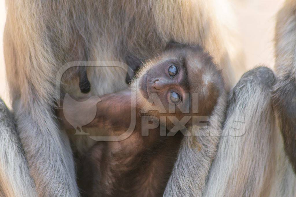 Indian gray or hanuman langur monkey mother with small cute baby langur in Mandore Gardens in the city of Jodhpur in Rajasthan in India