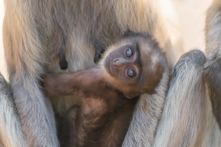 Indian gray or hanuman langur monkey mother with small cute baby langur in Mandore Gardens in the city of Jodhpur in Rajasthan in India