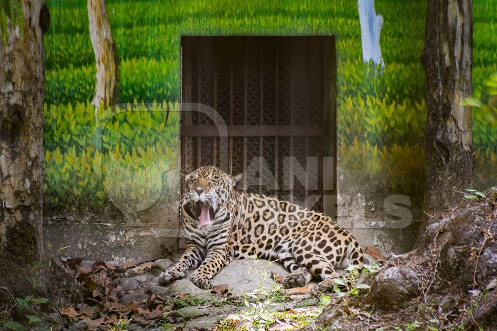 Indian leopard in enclosure with artificial painted background in captivity at Kolkata zoo, Kolkata, India, 2022