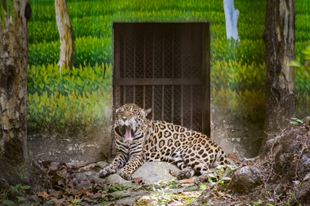 Indian leopard in enclosure with artificial painted background in captivity at Kolkata zoo, Kolkata, India, 2022